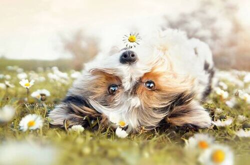 dog